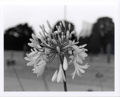 Flower.jpg