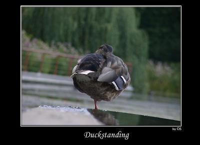 duckstanding
