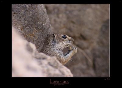 love nuts