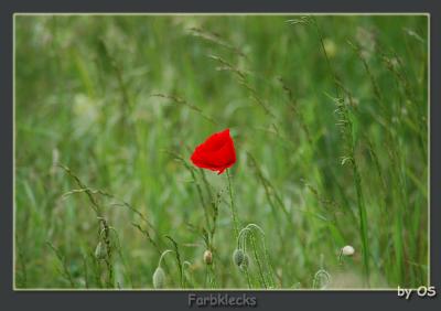 mohn