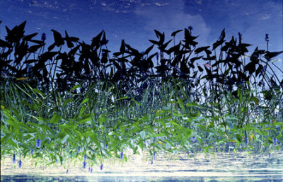 Pond Reflection #2