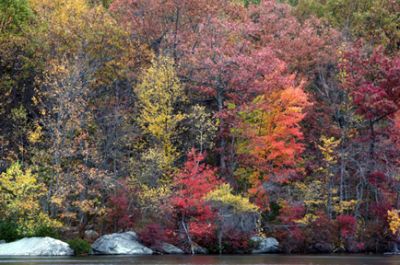 Autumn In Lincoln Woods I