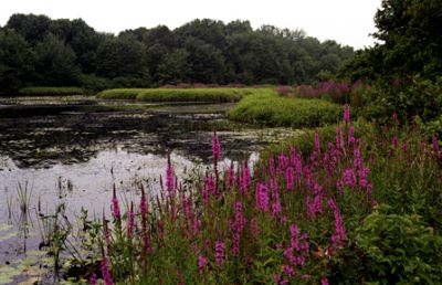 Summer, Wickford, RI