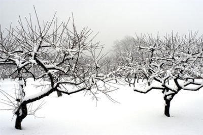 Apple Orchard In Winter