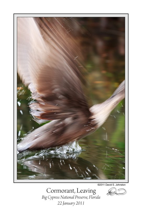 Cormorant Leaving.jpg