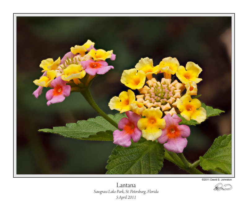 Lantana Pink Sawgrass 2.jpg