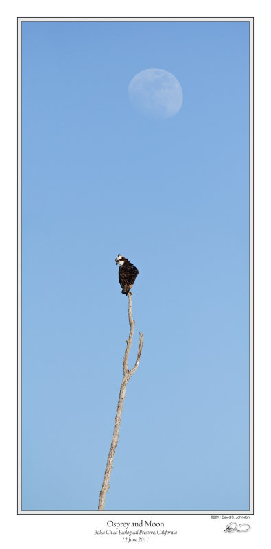 Osprey and Moon.jpg