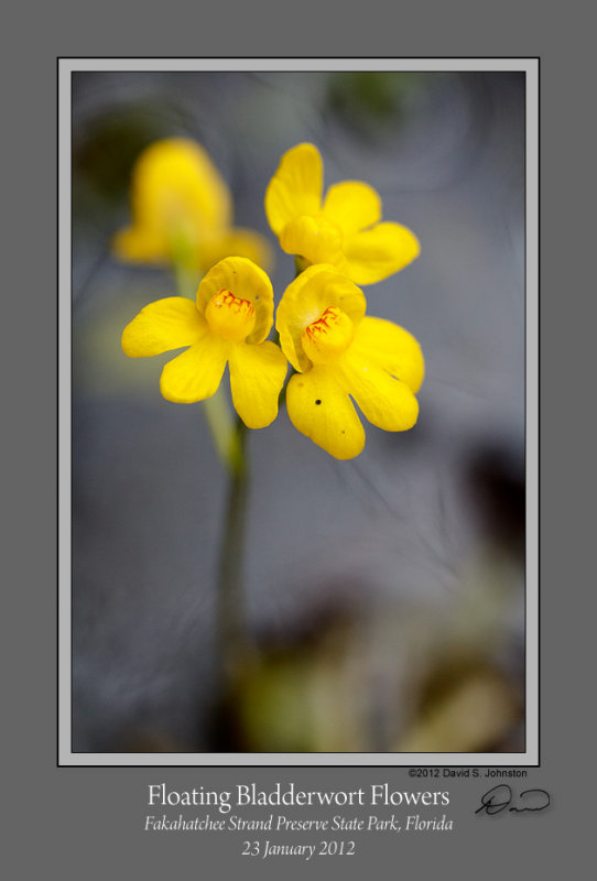 Floating Bladderwort 3.jpg