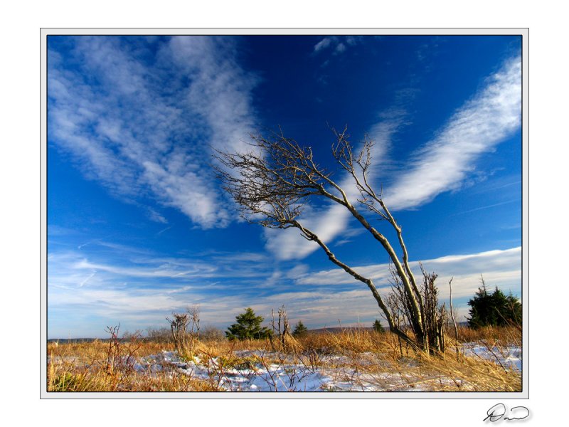 Hardy Shrub Dolly Sods.jpg