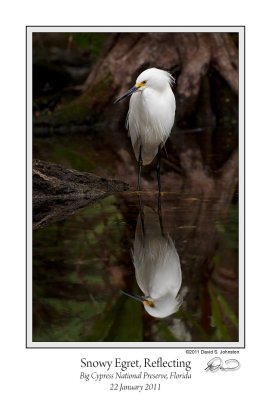Snowy Egret Reflecting.jpg