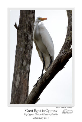 Great Egret Cypress.jpg