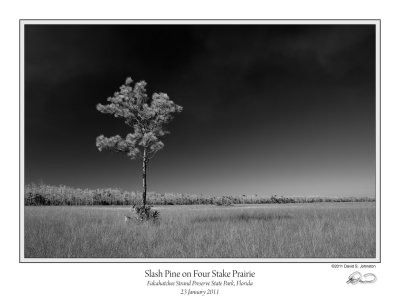 Slash Pine Four Stake Prairie.jpg