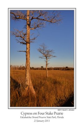 Cypress Four Stake Prairie.jpg