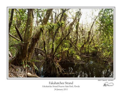 Fakahatchee Strand 1.jpg