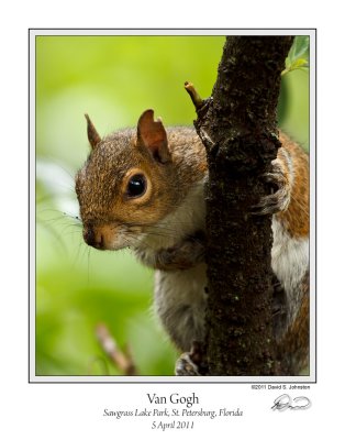 Van Gogh Squirrel Sawgrass.jpg