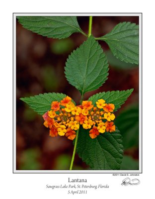 Lantana Orange Sawgrass 1.jpg