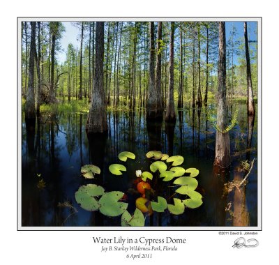 Water Lily Cypress Dome.jpg