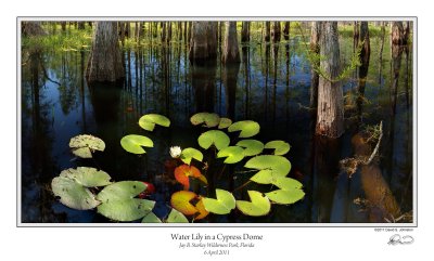 Water Lily Cypress Dome 3.jpg