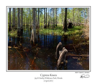 Cypress Knees.jpg