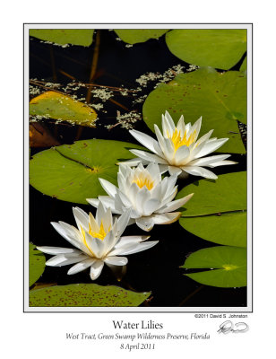 Water Lilies Green Swamp 1.jpg