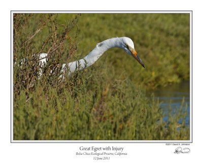 Great Egret with Injury.jpg