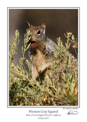 Western Gray Squirrel.jpg