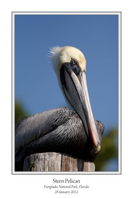 Stern Pelican.jpg