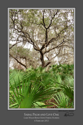 Lake Wales Palm and Oak 2.jpg