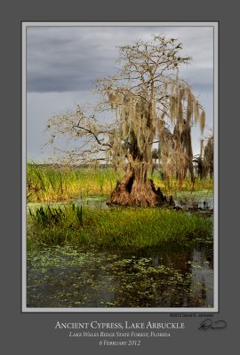 Ancient Cypress Lake Arbuckle.jpg