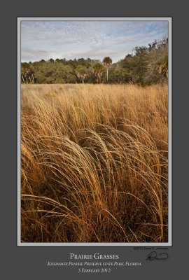 Prairie Grasses.jpg