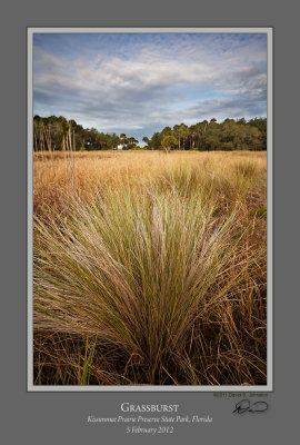 Grassburst Kissimmee Prairie.jpg