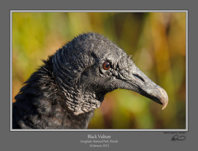 Black Vulture Portrait.jpg