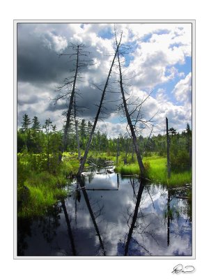 AT Swamp, Maine.jpg