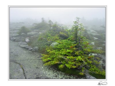 Baldpate Fog.jpg