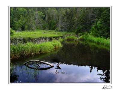 Cranberry Stream Marsh.jpg