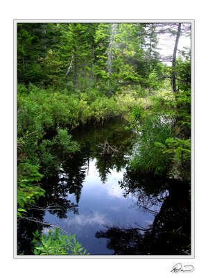 Near South Pond.jpg