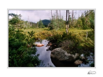 Pemigewassett Marsh.jpg