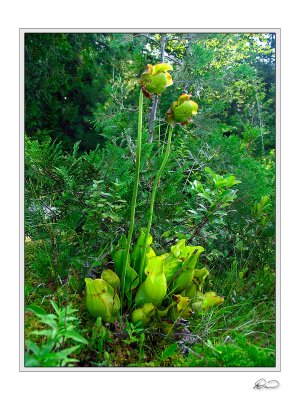 Pitcher Plant Blooming.jpg