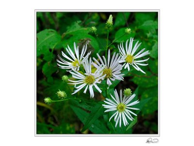 Arrow-leaved Aster.jpg