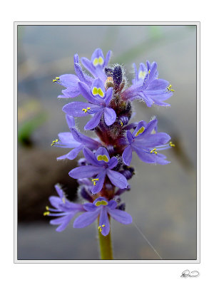 Pickerelweed Again.jpg