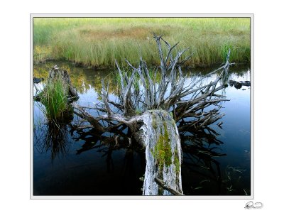 Roots Murphy Ponds Maine.jpg