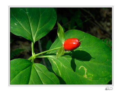 Trillium Berry.jpg