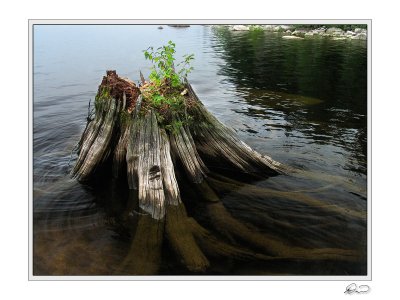 Stump Pemadumcook Lake Maine.jpg