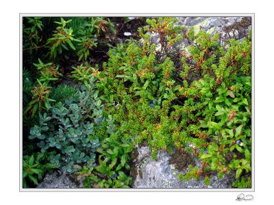 Alpine Plants White Cap Mtn.jpg