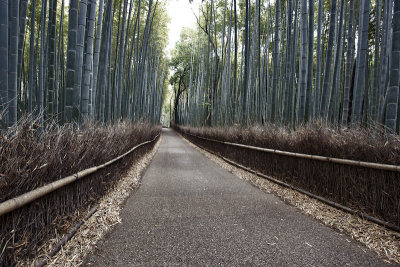 Arashiyama Bamboo Grove, Kyoto, Japan