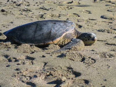 041turtlebeach.jpg
