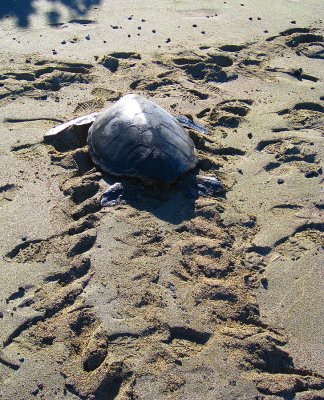 042turtlesprint.jpg