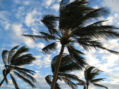 043windcoast.jpg