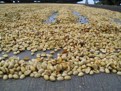 052coffeebeanstodry.jpg