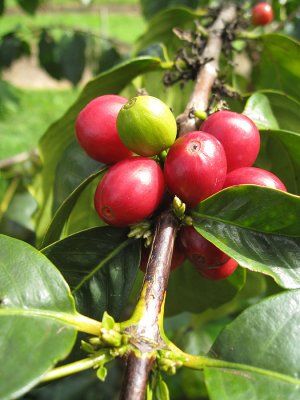 054coffeebeans1.jpg
